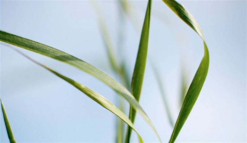 Klippo Pro 21 SH Gräsklippare