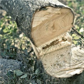 Husqvarna 530iP4 Batteri stångsåg Husqvarna 530iP4 Batteri stångsåg